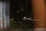 Seekor beruang madu menampakan diri di belakang rumah warga di Desa Teluk Haur, Kabupaten Tapin, Kalimantan Selatan, Jum'at, (07/07/2023). Kemunculan beruang madu membuat warga di Desa Teluk Haur dan Desa Batalas resah, saat ini Balai Konservasi Sumber Daya Alam (BKSDA) Kalimantan Selatan sudah memasang satu perangkap namun dalam dua hari ini masih belum membuahkan hasil, warga menyaksikan perangkap tersebut terlalu kecil untuk menjebak beruang madu. ANTARA/Muhammad Fauzi Fadilah 