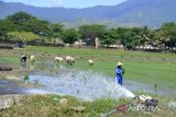Petani memasok air ke area persawahan saat menanam padi pada musim tanam gadu di kabupaten Aceh Besar, Aceh, Kamis (6/7/2023). Kementerian Pertanian (Kementan)  bekerjasama dengan perbankan menyiapkan Kredit Usaha Rakyat (KUR)  sebesar Rp 50 muliar kepada  sejumlah kabupaten/kota di Indonesia sebagai modal usaha petani yang dapat digunakan untuk pengadaan pompa air, alsintan, pembibitan, dan pemupukan guna meningkatkan produksi padi dan ketahanan pangan. ANTARA FOTO/Ampelsa.