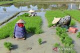 Sejumlah buruh tani  mencabut benih padi untuk persiapan musim tanam gadu di kabupaten Aceh Besar, Aceh, Kamis (6/7/2023). Kementerian Pertanian (Kementan)  bekerjasama dengan perbankan menyiapkan Kredit Usaha Rakyat (KUR)  sebesar Rp 50 muliar kepada  sejumlah kabupaten/kota di Indonesia sebagai modal usaha petani yang dapat digunakan untuk pengadaan pompa air, alsintan, pembibitan, dan pemupukan guna meningkatkan produksi padi dan ketahanan pangan. ANTARA FOTO/Ampelsa.