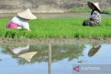 Petani mencabut benih padi untuk ditanaman pada musim tanam gadu di kabupaten Aceh Besar, Aceh, Kamis (6/7/2023). Kementerian Pertanian (Kementan)  bekerjasama dengan perbankan menyiapkan Kredit Usaha Rakyat (KUR)  sebesar Rp 50 muliar kepada  sejumlah kabupaten/kota di Indonesia sebagai modal usaha petani yang dapat digunakan untuk pengadaan pompa air, alsintan, pembibitan, dan pemupukan guna meningkatkan produksi padi dan ketahanan pangan. ANTARA FOTO/Ampelsa.