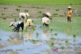 Sejumlah buruh tani  menanam padi pada musim tanam gadu di kabupaten Aceh Besar, Aceh, Kamis (6/7/2023). Kementerian Pertanian (Kementan)  bekerjasama dengan perbankan menyiapkan Kredit Usaha Rakyat (KUR)  sebesar Rp 50 muliar kepada  sejumlah kabupaten/kota di Indonesia sebagai modal usaha petani yang dapat digunakan untuk pengadaan pompa air, alsintan, pembibitan, dan pemupukan guna meningkatkan produksi padi dan ketahanan pangan. ANTARA FOTO/Ampelsa.