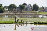 Petani mencabut benih padi untuk ditanaman pada musim tanam gadu di kabupaten Aceh Besar, Aceh, Kamis (6/7/2023). Kementerian Pertanian (Kementan)  bekerjasama dengan perbankan menyiapkan Kredit Usaha Rakyat (KUR)  sebesar Rp 50 muliar kepada  sejumlah kabupaten/kota di Indonesia sebagai modal usaha petani yang dapat digunakan untuk pengadaan pompa air, alsintan, pembibitan, dan pemupukan guna meningkatkan produksi padi dan ketahanan pangan. ANTARA FOTO/Ampelsa.