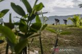 Warga menanam bibit pohon Cemara Udang (Casuarina equisetifolia) di kawasan Pantai Palangpang Geopark Ciletuh, Sukabumi, Jawa Barat, Sabtu (8/7/2023). Pemerintah Provinsi Jawa Barat menanam sedikitnya 5.000 bibit Pohon Cemara Udang di sepanjang bibir pantai untuk tetap menjaga kelestarian lingkungan dalam mendorong potensi wisata pantai tersebut. ANTARA FOTO/Novrian Arbi/agr