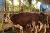DKPP pastikan hewan ternak di Sumsel  bebas dari antraks
