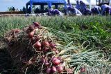 Sejumlah petani memanen bawang merah yang dipanen di lahan Sekolah Lapang Budidaya Bawang Merah di Kota Madiun, Jawa Timur, Minggu (9/7/2023). Hasil panen bawang merah di lahan milik Pemkot Madiun tersebut selanjutnya akan dijadikan bibit untuk dibudidayakan kembali di lokasi lain bagi petani yang telah belajar di lahan sekolah lapang tersebut. ANTARA Jatim/Siswowidodo/zk