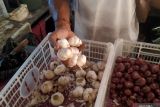 Harga bawang putih di daerah ini capai hingga Rp55 ribu per Kg