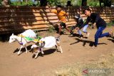 Joki mengarahkan kambingnya untuk berlari saat mengikuti karapan kambing di Lapangan Progo, Jrebeng Kulon, Kedopok, Kota Probolinggo, Jawa Timur, Selasa (11/7/2023). Karapan kambing yang diikuti 74 peserta tersebut merupakan salah satu tradisi masyarakat Probolinggo yang bertujuan melestarikan dan mengembangkan budaya lokal sebagai potensi budaya sekaligus ajang promosi wisata yang diharapkan dapat menambah daya tarik wisatawan baik lokal maupun mancanegara untuk berkunjung ke Kota Probolinggo. ANTARA Jatim/Umarul Faruq/zk 