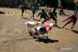  Warga berusaha menangkap kambing saat karapan kambing di Lapangan Progo, Jrebeng Kulon, Kedopok, Kota Probolinggo, Jawa Timur, Selasa (11/7/2023). Karapan kambing yang diikuti 74 peserta tersebut merupakan salah satu tradisi masyarakat Probolinggo yang bertujuan melestarikan dan mengembangkan budaya lokal sebagai potensi budaya sekaligus ajang promosi wisata yang diharapkan dapat menambah daya tarik wisatawan baik lokal maupun mancanegara untuk berkunjung ke Kota Probolinggo. ANTARA Jatim/Umarul Faruq/zk 