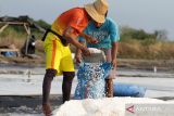 Petani memanen garam di tambak kawasan panggungrejo, Pasuruan, Jawa Timur, Selasa (11/7/2023). Produksi garam yang dijual dengan harga Rp200.000 per 55 kg tersebut mengalami keterlambatan akibat cuaca yang tidak menentu beberapa waktu yang lalu. ANTARA Jatim/Umarul Faruq/zk 