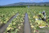 Seorang petani memanen daun tembakau lebih awal akibat banjir di Desa Ampel, Wuluhan, Jember, Jawa Timur, Selasa (11/7/2023). Kontak Tani Nelayan Andalan (KTNA) Jember mendata sekitar 2.000 hektare lahan tembakau di empat kecamatan terdampak banjir pekan lalu sehingga terancam gagal panen. ANTARA Jatim/Seno/ZK 