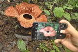 Pengunjung mengambil gambar bunga Rafflesia Arnoldi yang mekar sempurna di Kabupaten Kepahiang, Provinsi Bengkulu, Senin (10/7/2023). Bunga raksasa yang menjadi icon provinsi tersebut rata-rata berdiameter 80 cm serta memiliki fase mekar selama seminggu lalu berangsur mati secara alami. ANTARA FOTO/Muhammad Izfaldi/hp.