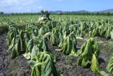 Petani tembakau panen lebih awal