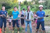 Ular piton 3 meter ditemukan di pemukiman warga di Bintan
