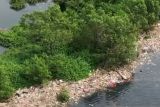 Endapan sampah di hutan mangrove, tapi bukan di Suaka Margasatwa