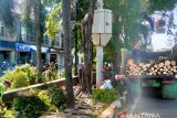 Warga Jakarta diminta proaktif lapor pohon potensi tumbang