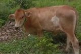 Ternak sapi di Pesisir Barat Lampung masih terjangkit penyakit cacar kulit