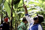 Bappeda Lampung: Pertanian hijau dukung transformasi ekonomi