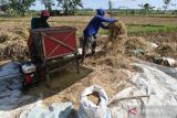 Pekerja memanen padi di Lebak Ayu, Sawahan, Kabupaten Madiun, Jawa Timur, Rabu (12/7/2023). Menurut petani di wilayah tersebut pada musim panen saat ini harga gabah kering panen di Rp5.800 per kilogram. ANTARA Jatim/Siswowidodo/ZK