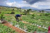 AQUA tingkatkan kesejahteraan warga Solok lewat agrowisata strawbery