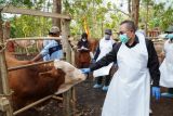 DPKH Gunungkidul lakukan vaksinasi massal hewan ternak di Candirejo