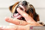 Tapanuli Utara mencatat 285 kasus gigitan anjing