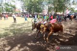 Joki memacu sapinya pada karapan sapi merah di Lapangan Progo, Jrebeng Kulon, Kedopok, Kota Probolinggo, Jawa Timur, Kamis (13/7/2023). Karapan sapi merah yang merupakan budaya Madura tersebut juga di perlombakan di Probolinggo untuk memelihara tradisi kerapan sapi dan juga untuk mempererat silahturahmi serta promosi wisata yang diharapkan dapat menambah daya tarik wisatawan baik lokal maupun mancanegara. ANTARA Jatim/Umarul Faruq/zk 