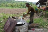 Petani menuangkan air nira saat proses produksi menjadi gula aren cair di daerah pedalaman kabupaten Aceh Besar, Aceh, Jumat (14/7/2023). Gula aren cair yang masih diproduksi secara radisional oleh kelompok usaha rumahan di daerah itu dipasarkan seharga Rp25.000 hingga Rp30.000 per botol (500 ml) menurut kualitasnya untuk pemenuhan kebutuhan  usaha kuliner dan makanan. ANTARA FOTO/Ampelsa.