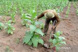 Seorang petani melakukan perawatan  tanaman tembaku yang berumur sekitar tiga bulan di  pedalaman kabupaten Aceh Besar, Aceh, Jumat (14/7/2023). Tanaman tembakau rakyat  yang terus dikembangkan di daerah itu dan saat ini sudah mencapai luas sekitar 100 hektare diprediksi mengalami penurunan produksi hingga 20 persen dari kondisi normal kisaran satu ton per hektare karena pertumbuhan tanaman tembakau terganggu dampak dari kemarau. ANTARA FOTO/Ampelsa.