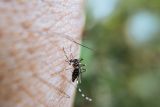 Berikut tips tangkal nyamuk menurut pakar