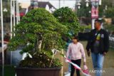 Pengunjung mengamati bonsai yang dipamerkan di halaman pendapa Kabupaten Ponorogo, Jawa Timur, Jumat (14/7/2023). Pameran dalam rangka perayaan Grebeg Suro menyambut Tahun Baru Islam tersebut menampilkan 410 bonsai dari kolektor dari Jawa Timur, Jawa Tengah, Bali dan Kalimantan Barat. ANTARA Jatim/Siswowidodo