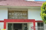 Pemkab Lampung Selatan tingkatkan pengawasan ternak antisipasi antraks