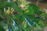 Belajar cara olah tumbuhan obat dari masyarakat Wawsano NTT