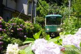 Pesona bunga hortensia kala musim panas di Jepang