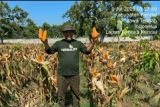 Napi Lapas Terbuka Kendal sukses besar budi daya jagung hibrida