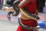 Penari menari bersama ular sanca kembang (Malayophython reticulatus) dalam peringatan Hari Ular Sedunia di Predator Fun Park, Batu, Jawa Timur, Minggu (16/7/2023). Selain menampilkan berbagai pertunjukan kegiatan tersebut juga diisi dengan edukasi mengenai status konservasi ular, penanganan ular berbisa sekaligus mengkampanyekan Gerakan Jangan Makan Daging Ular. ANTARA Jatim/Ari Bowo Sucipto/zk 