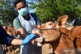 Dokter hewan memeriksa kondisi kesehatan sapi di Pasar Hewan Muneng, Kabupaten Madiun, Jawa Timur, Senin (17/7/2023). Dinas Ketahanan Pangan dan Peternakan (DKPP) Kabupaten Madiun melakukan kegiatan tersebut untuk meningkatkan kewaspadaan guna pencegahan penyebaran penyakit antraks. ANTARA Jatim/Siswowidodo/zk