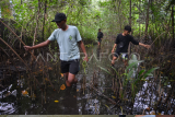 Rehabilitasi kawasan mangrove Pariaman