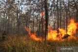 Petugas dari Bagian Kesatuan Pengelolaan Hutan (BKPH) berusaha memadamkan api dengan semprotan air dalam kebakaran hutan yang melanda petak 82A2 Resort Pengelolaan Hutan (RPH) Cepukan, Kedawak Utara, Ngawi, Jawa Timur, Kamis (20/7/2023). Sekitar 18 anggota BKPH bersama Lembaga Masyarakat Desa Hutan (LMDH) diterjunkan untuk memadamkan api yang membakar hutan jati seluas kurang lebih dua hektare tersebut.  ANTARA Jatim/Ari Bowo Sucipto/zk