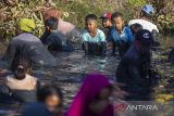 Warga menangkap ikan saat tradisi gogoh Ikan di desa Tambak, Indramayu, Jawa Barat, Jumat (21/7/2023). Tradisi itu digelar masyarakat desa setempat saat merayakan tahun baru Hijriyah. ANTARA FOTO/Dedhez Anggara/agr