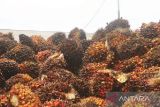 Di Jambi, harga CPO turun Rp55 per kilogram