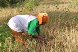 Semua pihak waspadai El Nino sebabkan malnutrisi imbas ketahanan pangan terganggu