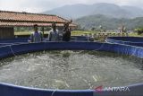 Kelompok Tani Berdikari (berdaya kreatif religius dan inovatif) memberi pakan ikan di Desa Tanjungpura, Kabupaten Tasikmalaya, Jawa Barat, Minggu (23/7/2023). Kantor Perwakilan Bank Indonesia (KPw BI) Tasikmalaya memberdayakan kelompok tani melalui Pemerintah Desa Tanjungpura dengan membuka peluang usaha diantarnya penggilingan beras, salad hidroponik, dan ikan bioflok, dalam menjaga ketahanan pangan serta membantu perekonomian warga setempat. ANTARA FOTO/Adeng Bustomi/agr