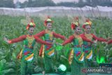 Sejumlah penari menampilkan Tari Lah Bako di lahan tembakau dalam festival Jember Kota Cerutu Indonesia (JKCI) ke-5 di Jember, Jawa Timur, Sabtu (22/7/2023). Festival JKCI tersebut digelar karena Jember sebagai sentra tembakau dan cerutu di Indonesia, dengan produksi cerutu Jember 9.000 ton per tahun dan melibatkan 90 ribu petani. ANTARA Jatim/Seno/zk