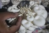  Petani menunjukkan kuncup jamur tiram yang mengering di Grudo, Ngawi, Jawa Timur, Sabtu (22/7/2023). Petani setempat mengatakan dampak fenomena El Nino dan Indian Ocean Dipole (IOD) positif berupa cuaca kering serta angin panas yang mulai melanda kawasan tersebut sejak tiga pekan terakhir membuat kuncup jamur tiram mengering sehingga jamur tiram yang dijual Rp17 ribu per kilogram tersebut kini produksinya turun dari 30 kilogram menjadi 19 kilogram per hari. ANTARA Jatim/Ari Bowo Sucipto/zk