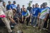 Bupati Sukabumi Marwan Hamami (tengah) menanam bibit pohon Cemara Udang (Casuarina equisetifolia) di kawasan Pantai Palangpang Geopark Ciletuh, Sukabumi, Jawa Barat, Sabtu (8/7/2023). Pemerintah Provinsi Jawa Barat menanam sedikitnya 5.000 bibit Pohon Cemara Udang di sepanjang bibir pantai untuk tetap menjaga kelestarian lingkungan dalam mendorong potensi wisata pantai tersebut. ANTARA FOTO/Novrian Arbi/YU