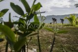 Warga menanam bibit pohon Cemara Udang (Casuarina equisetifolia) di kawasan Pantai Palangpang Geopark Ciletuh, Sukabumi, Jawa Barat, Sabtu (8/7/2023). Pemerintah Provinsi Jawa Barat menanam sedikitnya 5.000 bibit Pohon Cemara Udang di sepanjang bibir pantai untuk tetap menjaga kelestarian lingkungan dalam mendorong potensi wisata pantai tersebut. ANTARA FOTO/Novrian Arbi/YU
