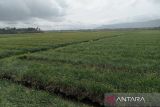 Petani Bantul programkan tanam bawang merah empat kali setahun di lahan pasir