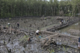 Polda Lampung tangkap perusak hutan mangrove di Bandarlampung