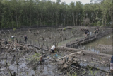 Polisi tangkap seorang perusak hutan mangrove