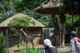 Pengunjung melihat Jerapah (Giraffa) di Kebun Binatang Bandung, Jawa Barat, Kamis (27/7/2023). Menurut pihak Kebun Binatang Bandung, tempat wisata itu akan tetap beroperasi seperti biasa hingga keluarnya putusan Mahkamah Agung terkait sengketa lahan dengan Pemerintah Kota Bandung. ANTARA FOTO/Raisan Al Farisi/agr